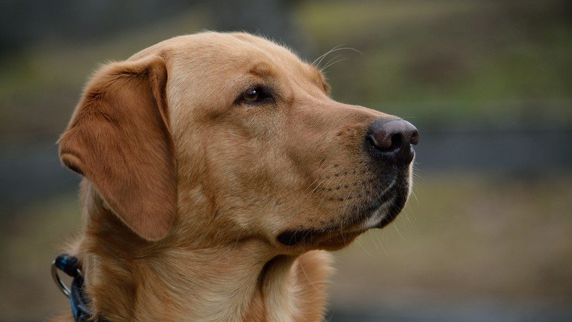VIDEO: Un perro pisa un arma y accidentalmente dispara a una mujer en EE.UU.