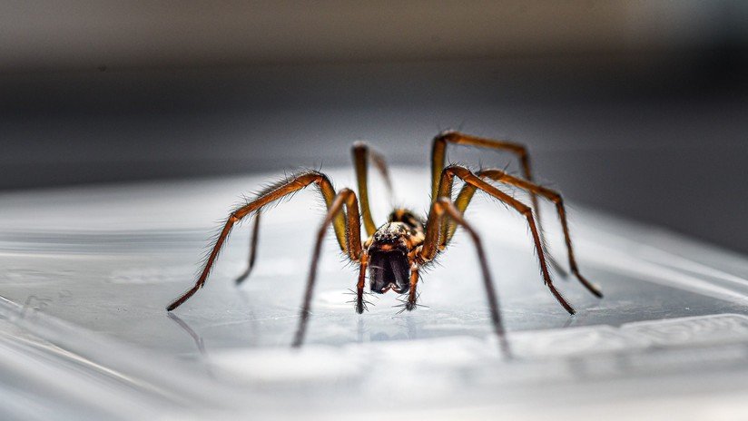 Se despierta con dolor y vértigo y horas después descubre una araña alojada en su oído