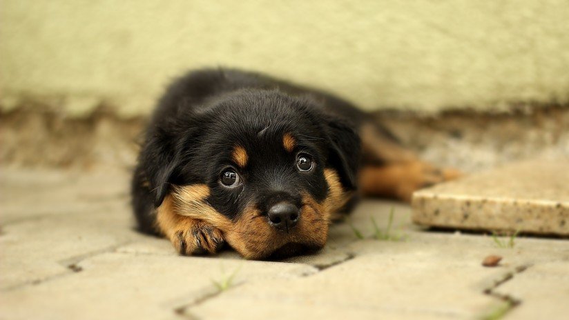 VIDEO: Rescatan cachorros abandonados debajo de un vehículo en llamas en la India
