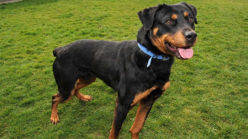 Un perro 'salva' a su amo cuando fingía que se ahogaba (VIDEO)
