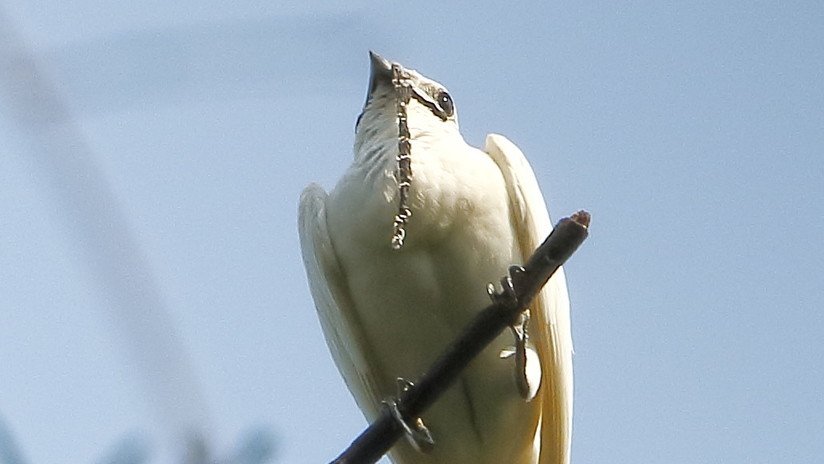VIDEO: El pájaro más ruidoso del mundo vive en América del Sur y este es su canto