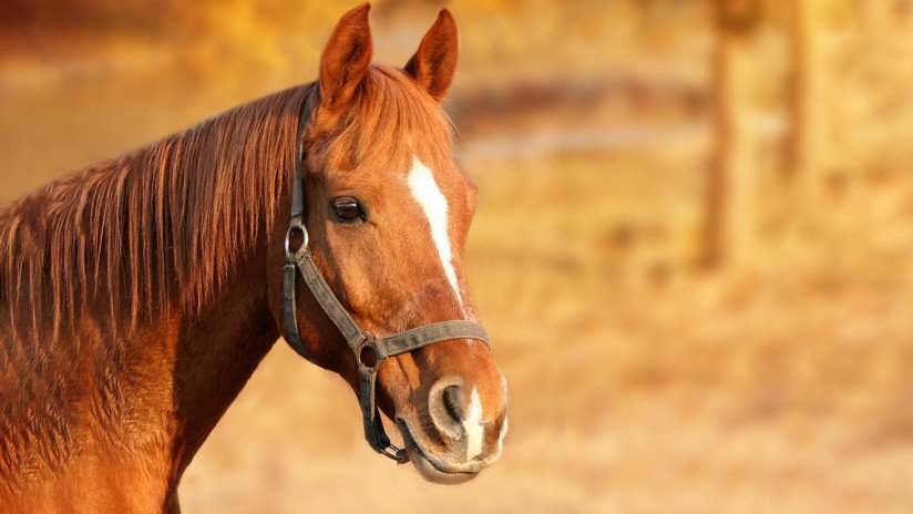 VIDEO: Un caballo finge su muerte cada vez que alguien intenta montarlo