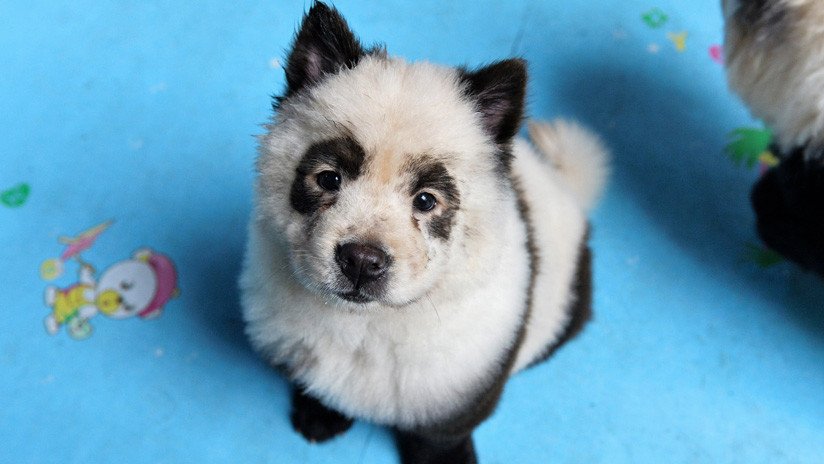 FOTOS: Perros pintados como pandas en un café de China provocan polémica en la Red