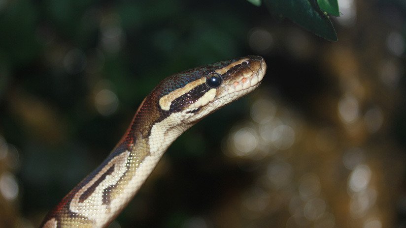 VIDEO: Un niño le muestra la lengua a una serpiente y enseguida se arrepiente