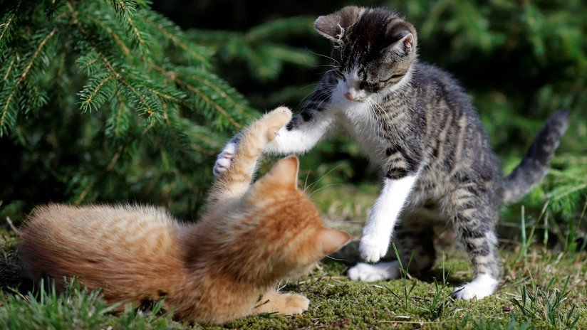 Gatos despiertan a un matrimonio italiano momentos antes de que su casa se derrumbara (FOTO)