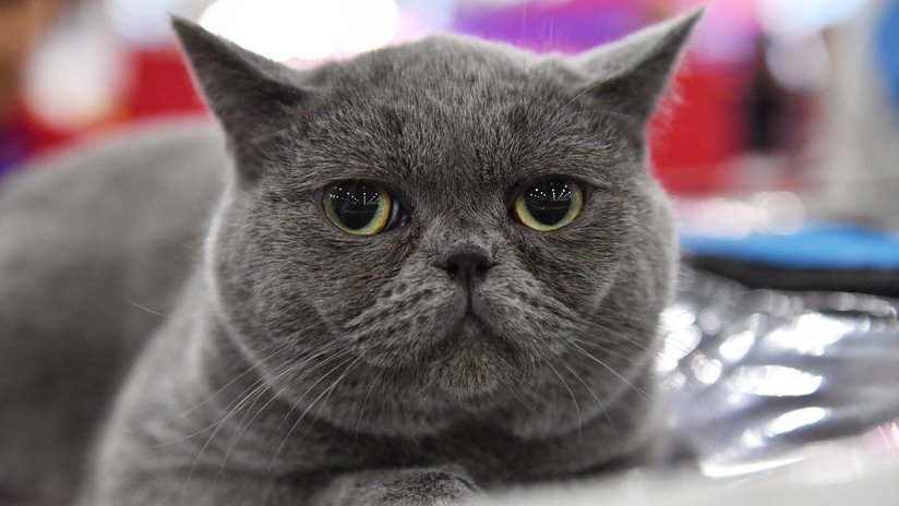 VIDEO: Veterinarios logran que la famosa gata obesa y perezosa camine por la cinta de correr (aunque siga 'protestando')