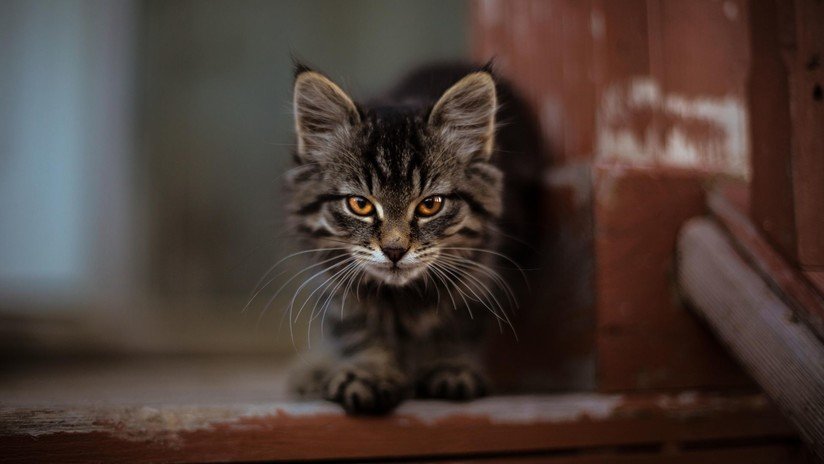 Nuevo reto viral: la frenética búsqueda de un gato escondido entre palomas en menos de 18 segundos