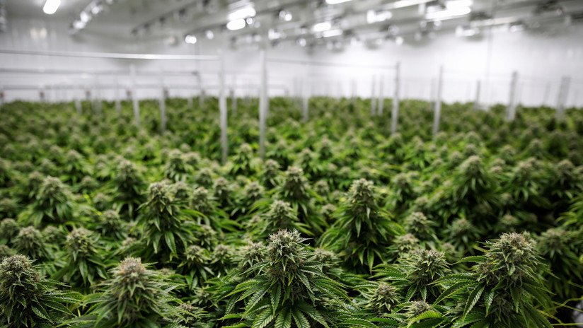 Un restaurante alemán sirve por error un pastel de hachís a una familia que volvía de un funeral