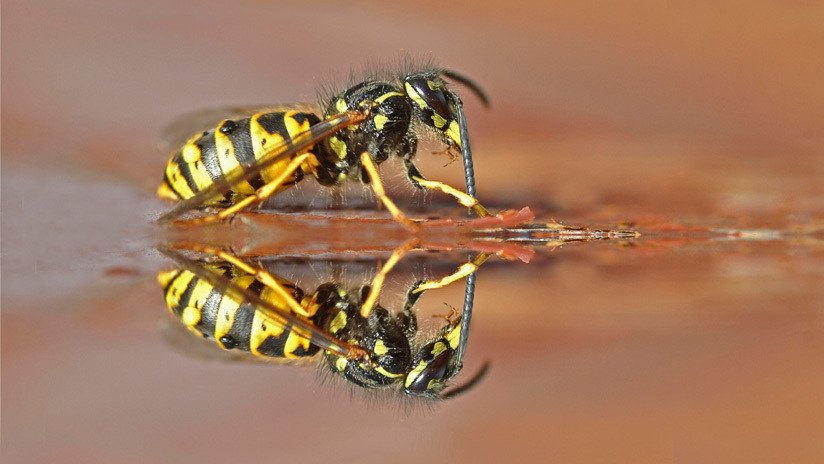 Avispones matan a un guía en Tailandia e impiden el rescate del cadáver por 4 días (VIDEO)
