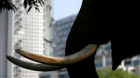 VIDEO: Una cría de elefante intenta despertar a su madre muerta en un bosque de Sri Lanka