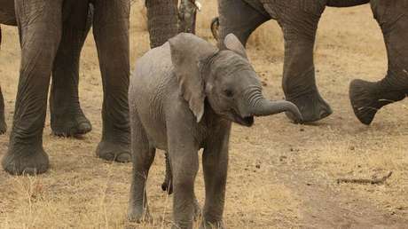 FOTOS, VIDEO: Un cría de elefante huérfana regresa a su cuidador tras ser liberado pero rechazado por su manada