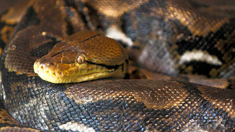 VIDEO: Presentador de televisión se deja morder por una pitón de 5 metros de largo para "medir el dolor"