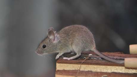 Un ratón causa caos en la Casa Blanca al caer sobre un periodista (VIDEOS)