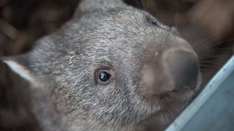 Investigan en Australia a un policía que mató a pedradas a un uómbat mientras era filmado por un compañero