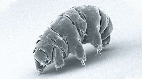 Descubren cómo funciona una proteína presente en los osos de agua que los hace 'invencibles'