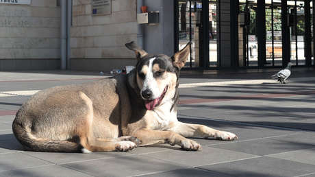 Un perro espera por un mes a su amo en el mismo sitio donde este se suicidó