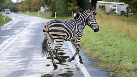 Matan a tiros a una cebra que huyó de un circo  en Alemania al no poder capturarla (FOTO)