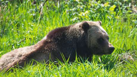 FOTOS: Osos demacrados deambulan en busca de alimento y hacen aumentar la preocupación por la crisis climática