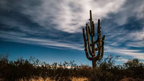VIDEO: Buldóceres destruyen cactus icónicos de EE.UU. en pos del muro fronterizo