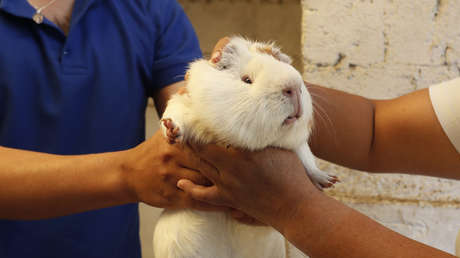 Conejillo de Indias, escarabajo y hongo: una heladería de Ecuador ofrece sabores sorprendentes