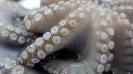 FOTOS: Hallan una extraña criatura marina de 3 metros en una playa del Reino Unido