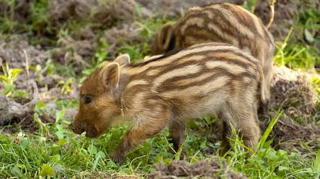 VIDEO: Graban por primera vez cómo los jabalíes aprenden a utilizar herramientas