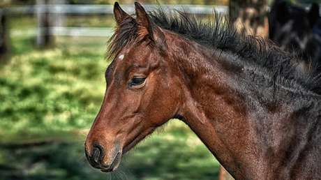 Amenazan de muerte a la joven que se comió su caballo sacrificado y compartió la foto del plato en Facebook