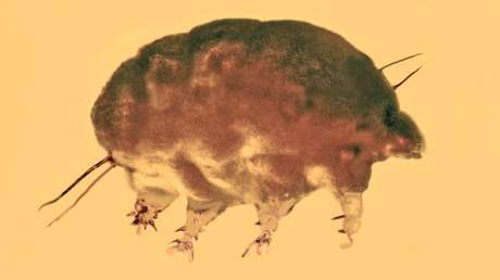 Hallan en ámbar dominicano una criatura invertebrada de hace 30 millones de años desconocida hasta ahora