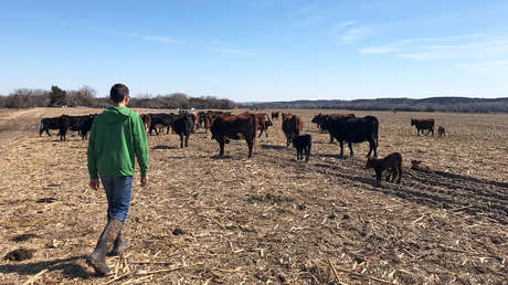 Encuentran varios toros mutilados y desangrados en un rancho de EE.UU. y ningún rastro de ataque (FOTOS)