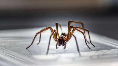 Se despierta con dolor y vértigo y horas después descubre una araña alojada en su oído