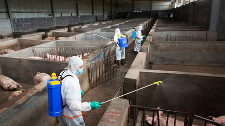 Francotiradores de Corea del Sur exterminarán en su frontera norte cerdos infectados con peste porcina africana