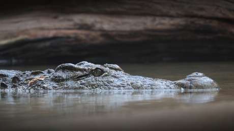 Una mujer muere tras ser atacada por un cocodrilo mientras se dirigía a misa
