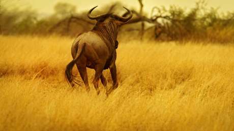 VIDEO: Un ñu esquiva la mortífera mandíbula de un cocodrilo