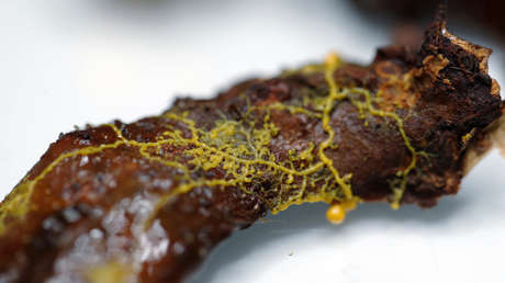 FOTOS, VIDEO: El zoo de París presenta una criatura que cuenta con 720 géneros, se regenera y puede crecer 10 metros