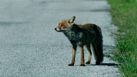VIDEO: Un zorro sale a la pista de aterrizaje momentos antes del despegue de un Boeing