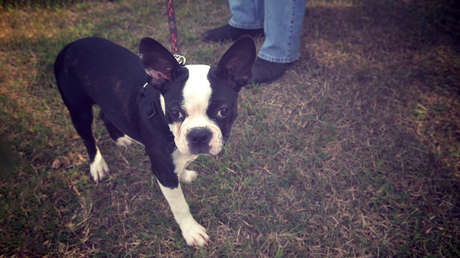 FOTOS: Los conmovedores carteles de un niño conmueven a la Red y le ayudan a recuperar a su perro robado