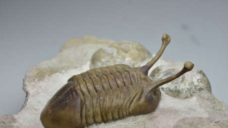 Científicos explican por qué unos artrópodos de hace 480 millones de años se movían en fila india