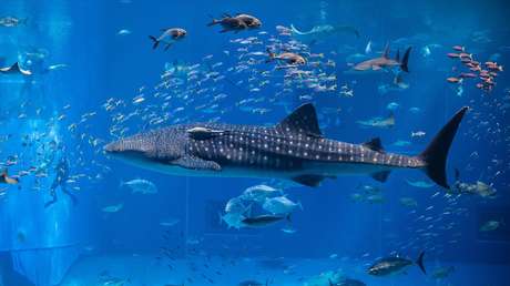 VIDEO: Decenas de criaturas carroñeras se dan un festín con una ballena muerta
