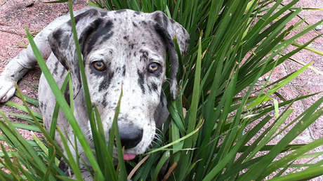 Nace un perro verde en EE.UU. (VIDEO)
