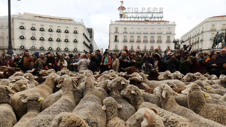 VIDEOS: Un 'río' de ovejas atraviesa el corazón de Madrid