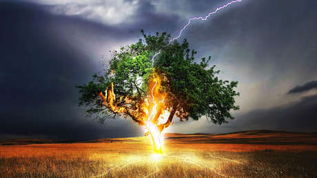 VIDEO: Un árbol arde desde el interior de su tronco tras ser golpeado por un rayo