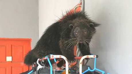 FOTOS, VIDEO: Avistan un inusual animal que parece a la vez gato y oso y lo atrapan tentándolo con bananas