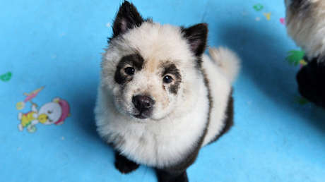 FOTOS: Perros pintados como pandas en un café de China provocan polémica en la Red