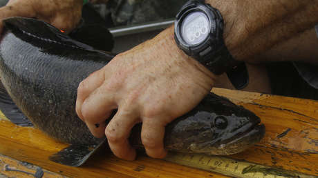 Descubren por qué salen del agua los peces carnívoros capaces de sobrevivir en tierra que 'invadieron' EE.UU.