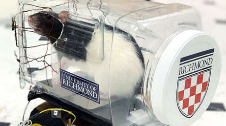 VIDEO: Científicos enseñan a ratones a conducir y aparcar 'automóviles'