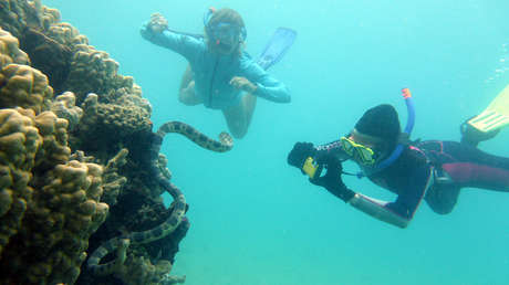 "Abuelas fantásticas" ayudan a rastrear una población de serpientes marinas venenosas