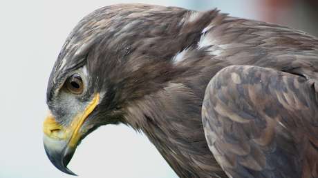 Un águila siberiana vuela a Irán y arruina a los ornitólogos 'enviando' costosos SMS