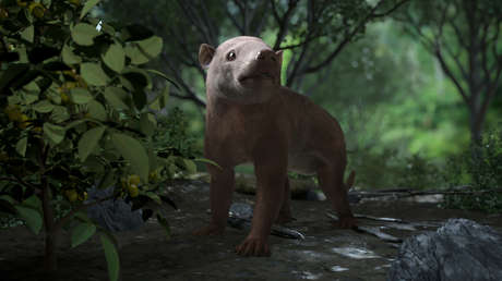 FOTOS: Muestran por primera vez cómo se desarrolló la vida durante el primer millón de años después de la extinción de los dinosaurios