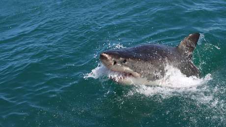 VIDEO: Un 'youtuber' salva a su perro de las fauces de un tiburón
