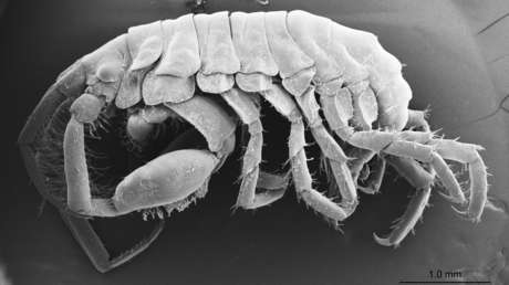 Descubren una nueva especie de crustáceo en la boca del tiburón ballena